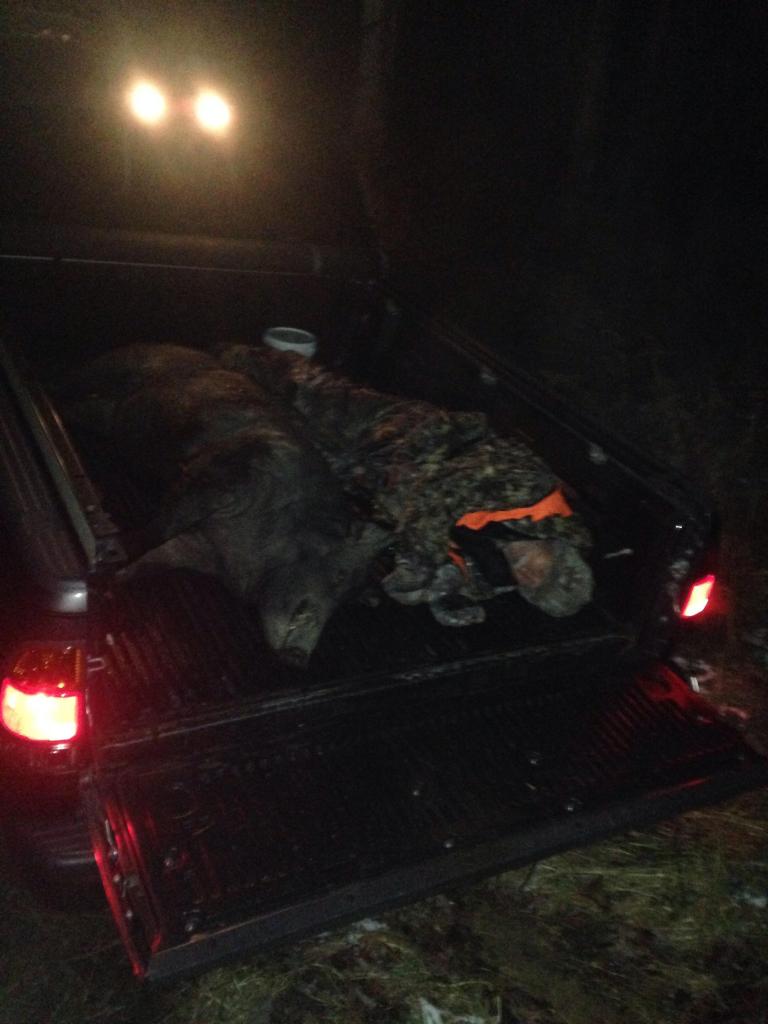 350 lb Wild Boar Hunt